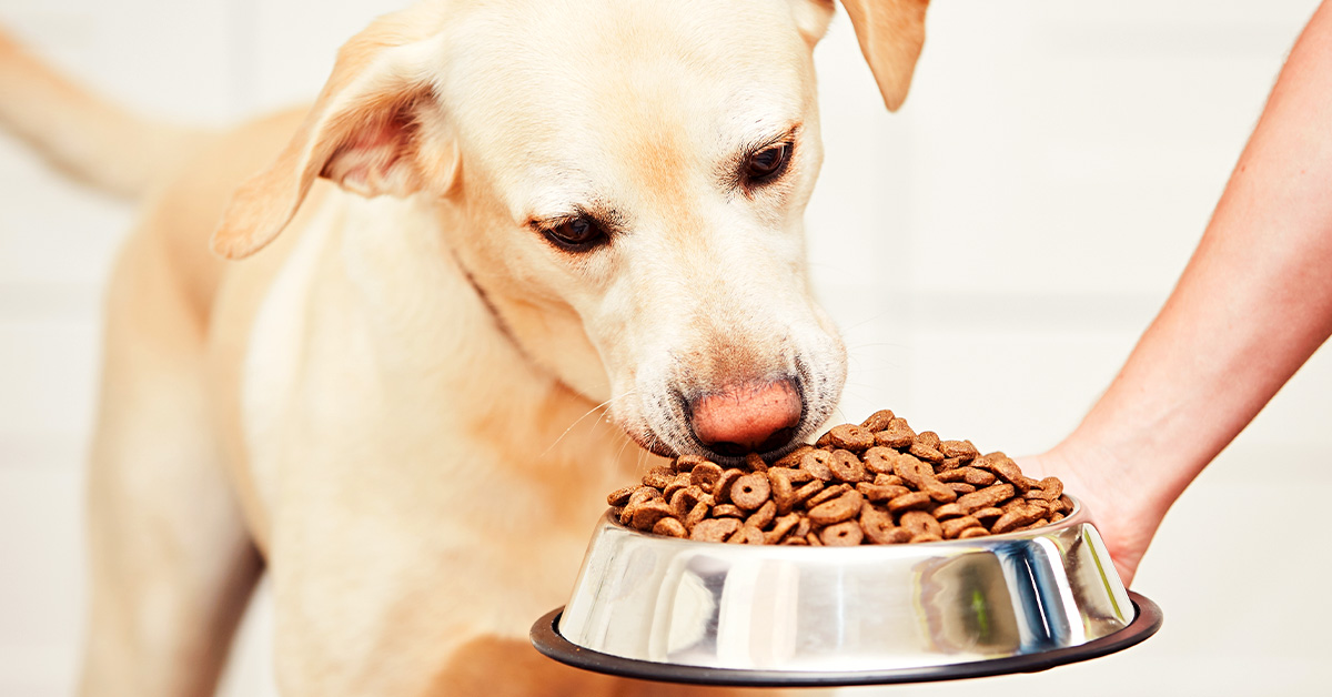 Pet food and feed, Protein analysis